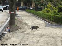 Imagine atasata: Patriarh Miron Cristea - 2015.04.05 - 02.jpg
